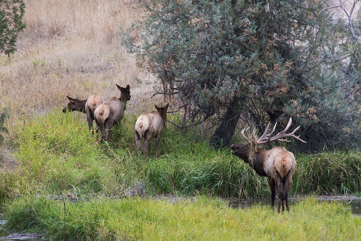 Elk in the brush