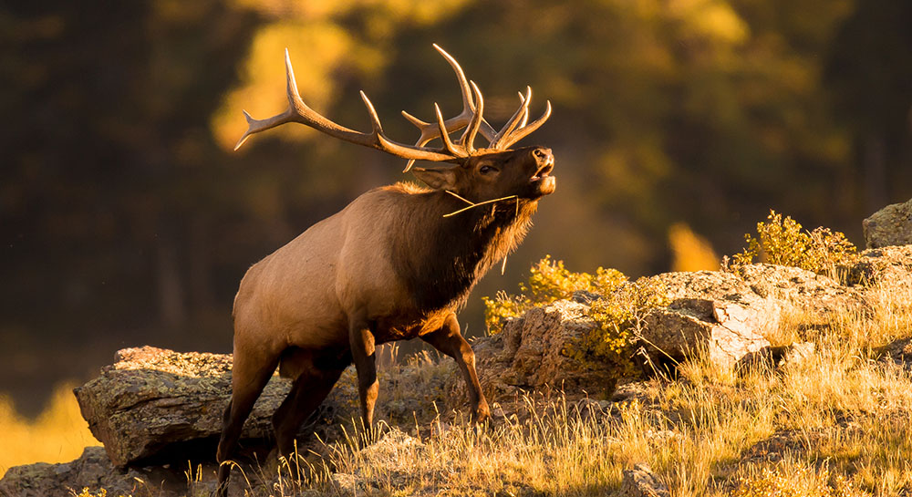 bull elk on hillside