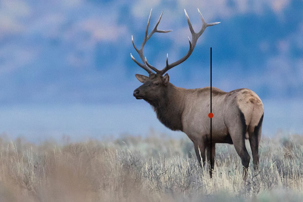Elk shot while quartering away
