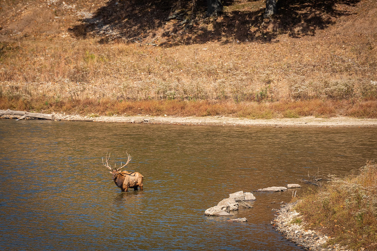 Elk standing in water