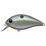 Evergreen SH-3 Shallow Diving Crankbait - Queen Shad, 11/16oz, 2-3/4in, 2-3ft - Queen Shad