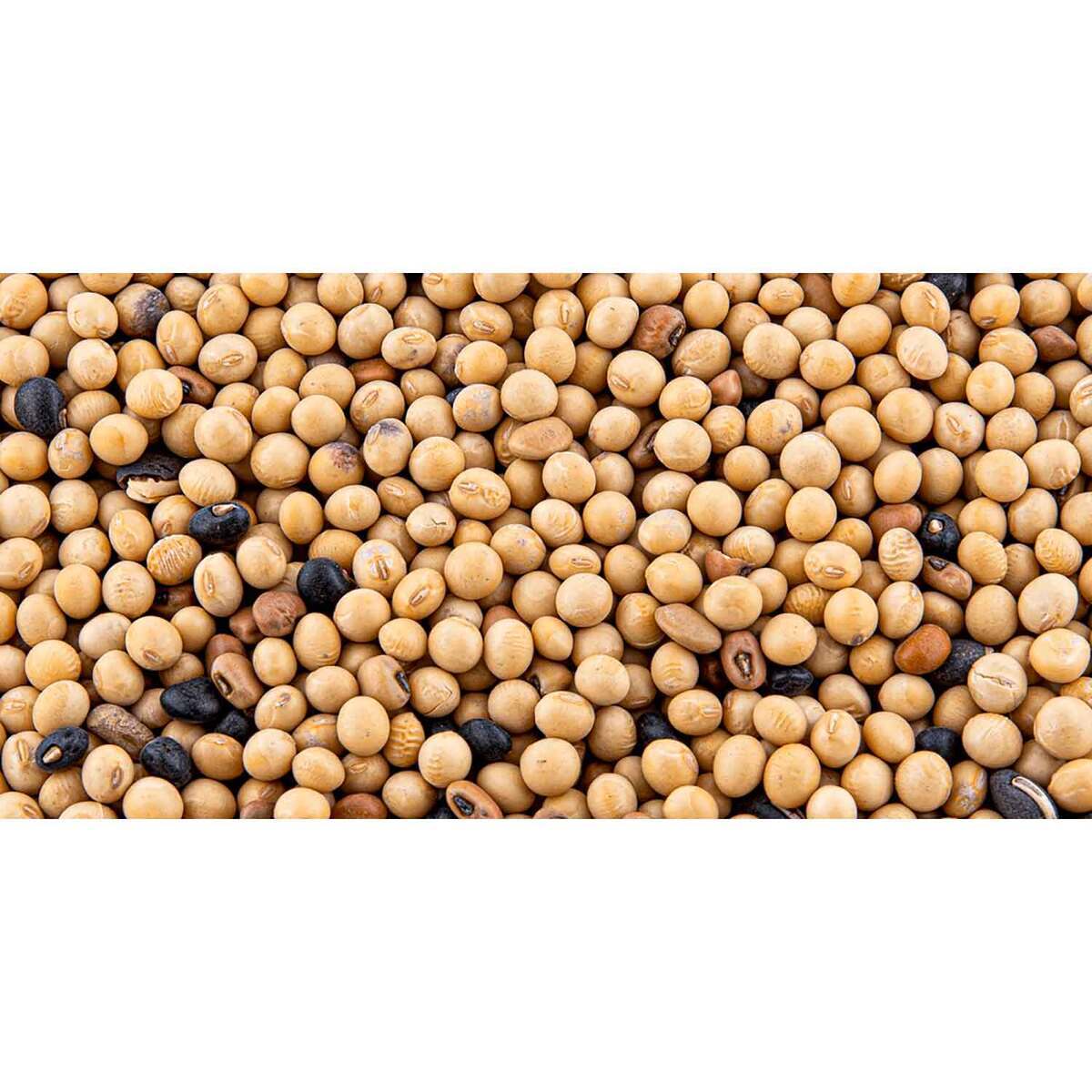 Evolved Mean Beans Pro Seed - 10lbs Evolved Mean Beans Pro Seed - 10lbs