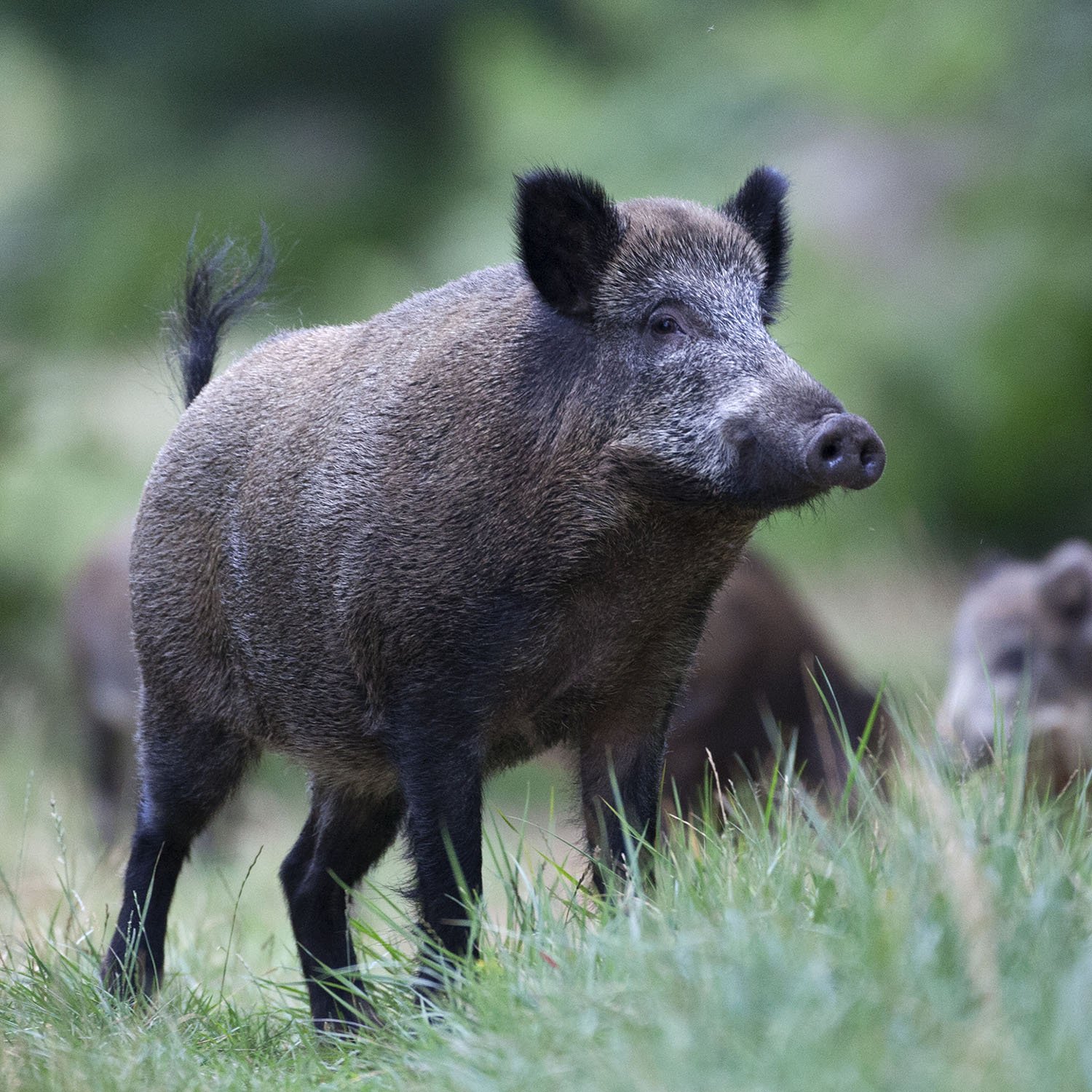 Feral Hogs