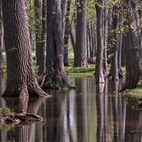 Flooded Timber Region