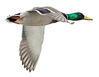 large duck