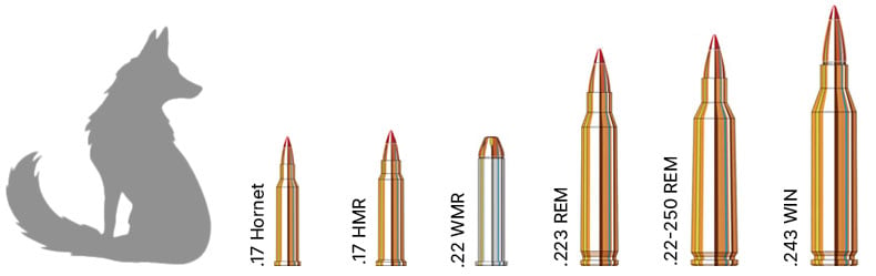 Fox hunting calibers