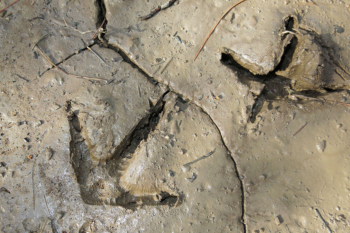 Fresh wild turkey tracks in mud