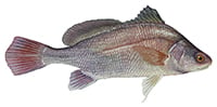 freshwater drum