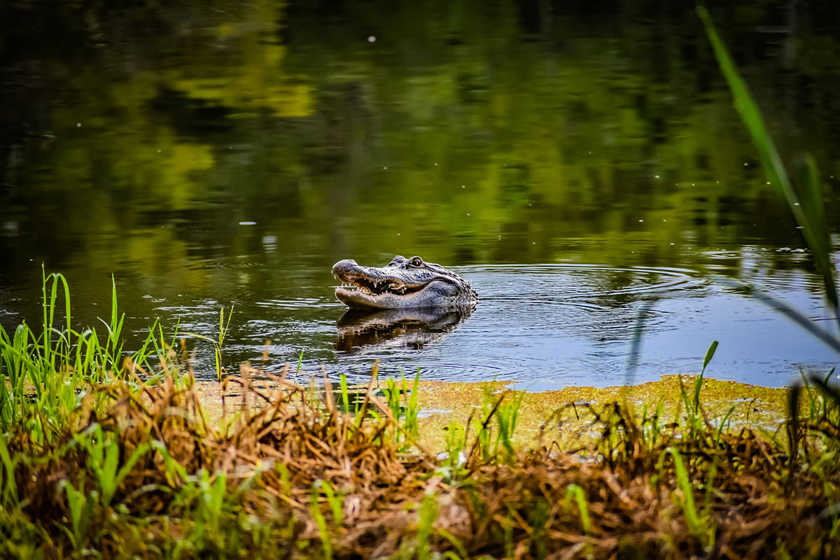 georgia hunting