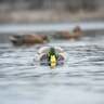 Greenhead Gear Finisher Swimmer Mallard Drake Motion Decoy