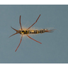 RoundRocks Golden Stone Nymph Fly - Size 8, 12Pk - Golden 8