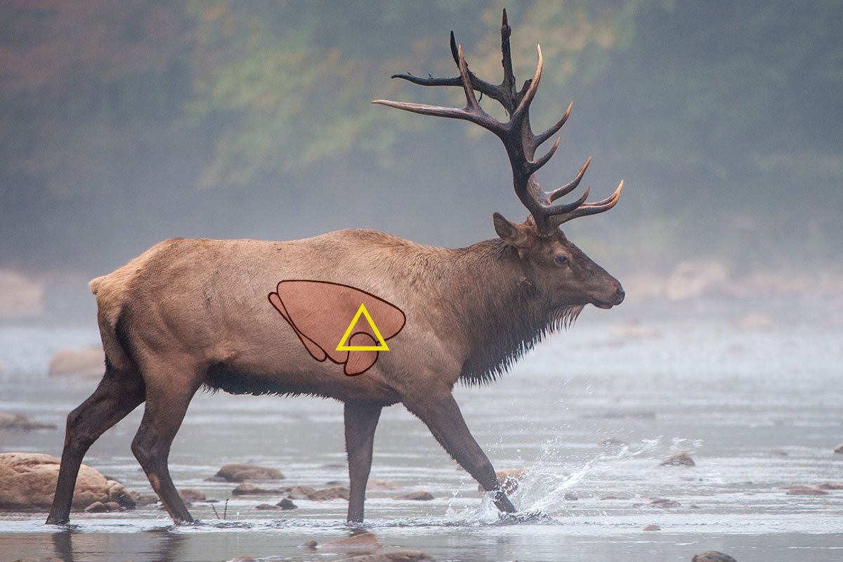 Golden Triangle Elk Shot