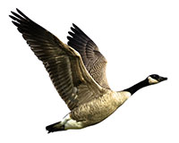 geese