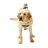 GoPro Fetch Dog Harness