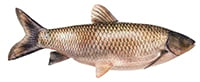 grass carp