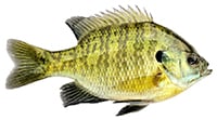 green sunfish