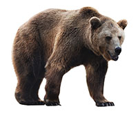grizzly bear