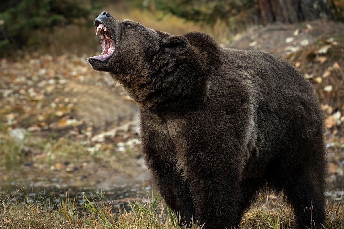 Grizzly Bear growling