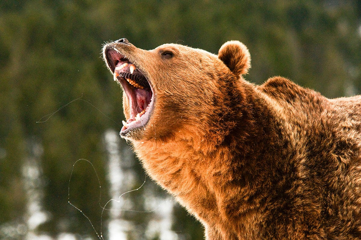 grizzly bear on a mountain