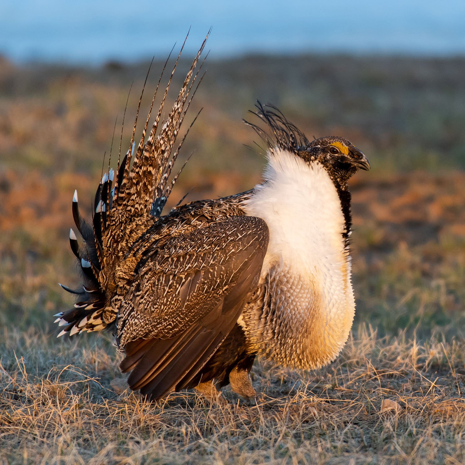 grouse