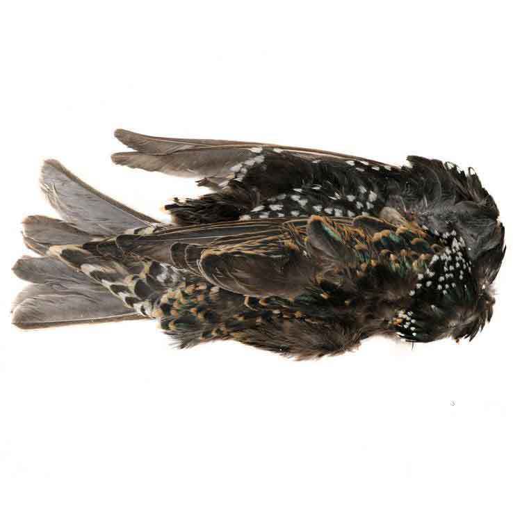 Hareline Dubbin Starling Skins Hareline Dubbin Starling Skins