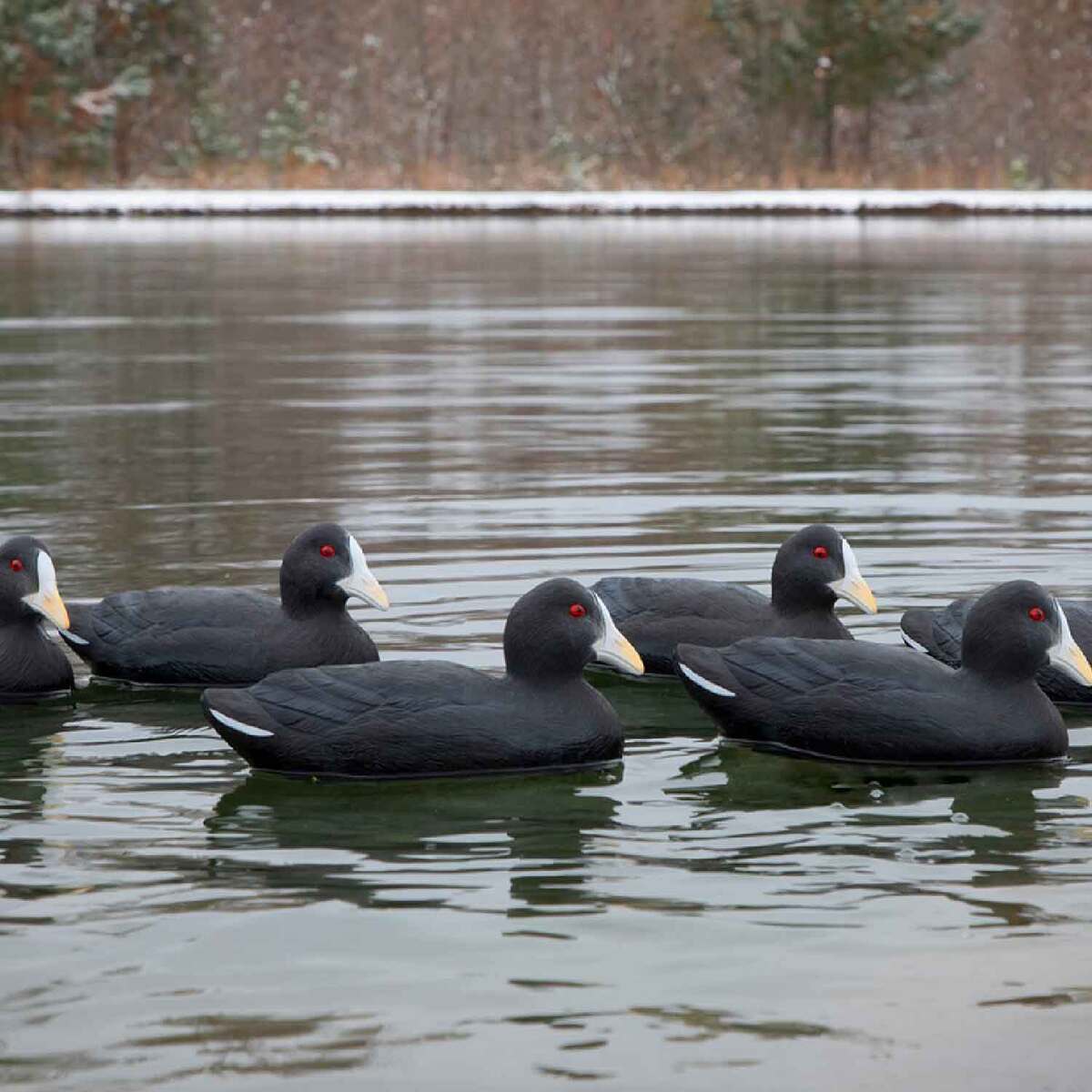 Higdon Decoys Standard Coot Duck Decoys - 6 Pack | Sportsman's Warehouse