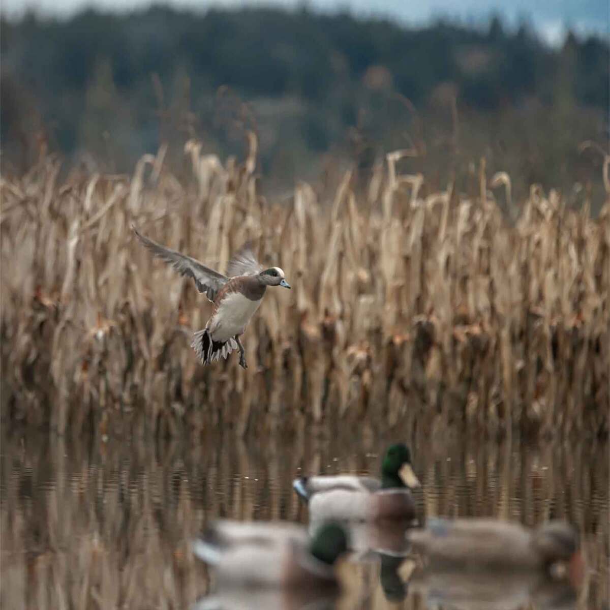 Higdon Magnum Mallard Painted Heads Foam Mallard Duck Decoy - 6 Pack Higdon Magnum Mallard Painted Heads Foam Mallard Duck Decoy - 6 Pack