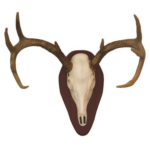 Hunter’s Specialties Half Skull Deer Mount Kit – Cherry