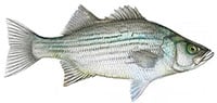 hybrid striped bass