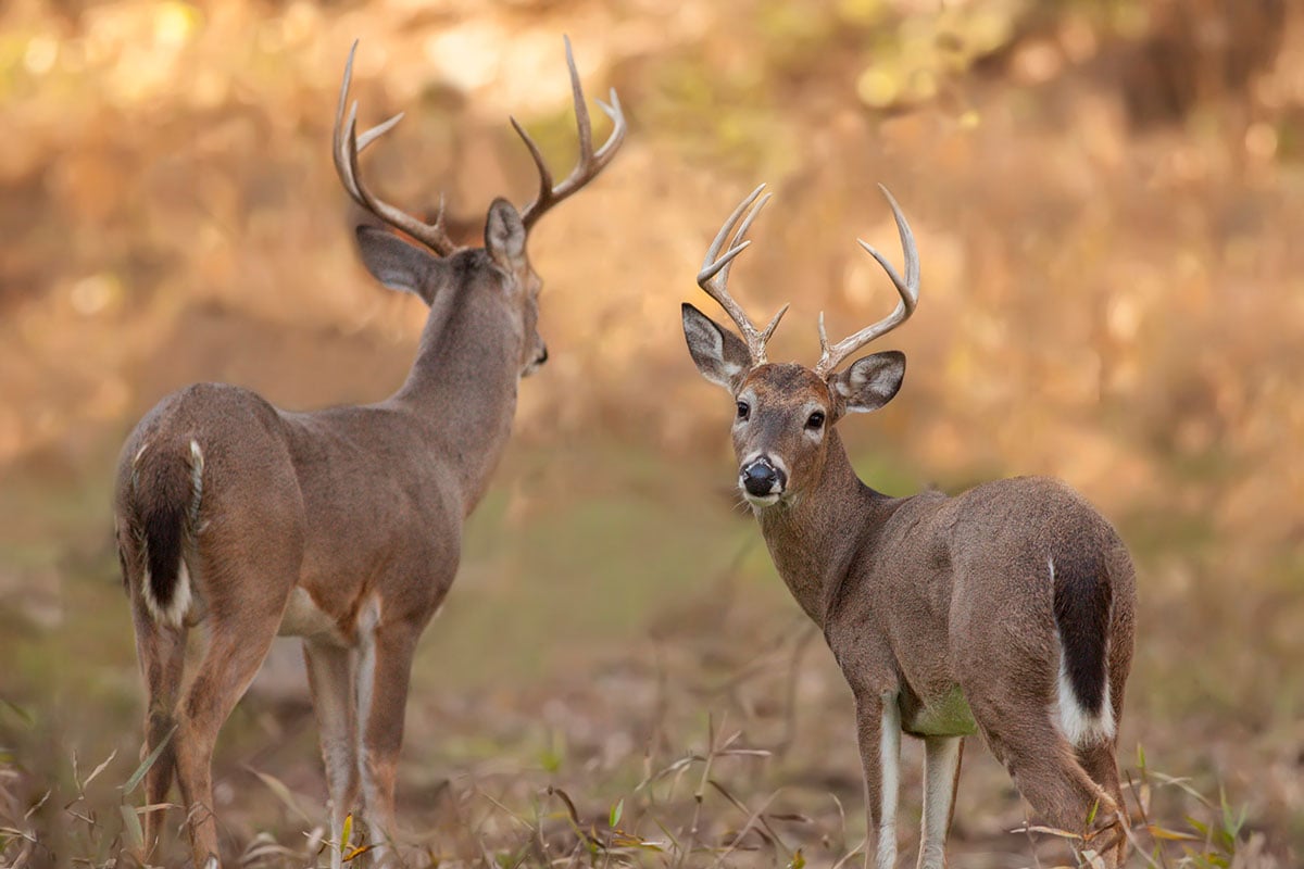 iowa whitetail deer