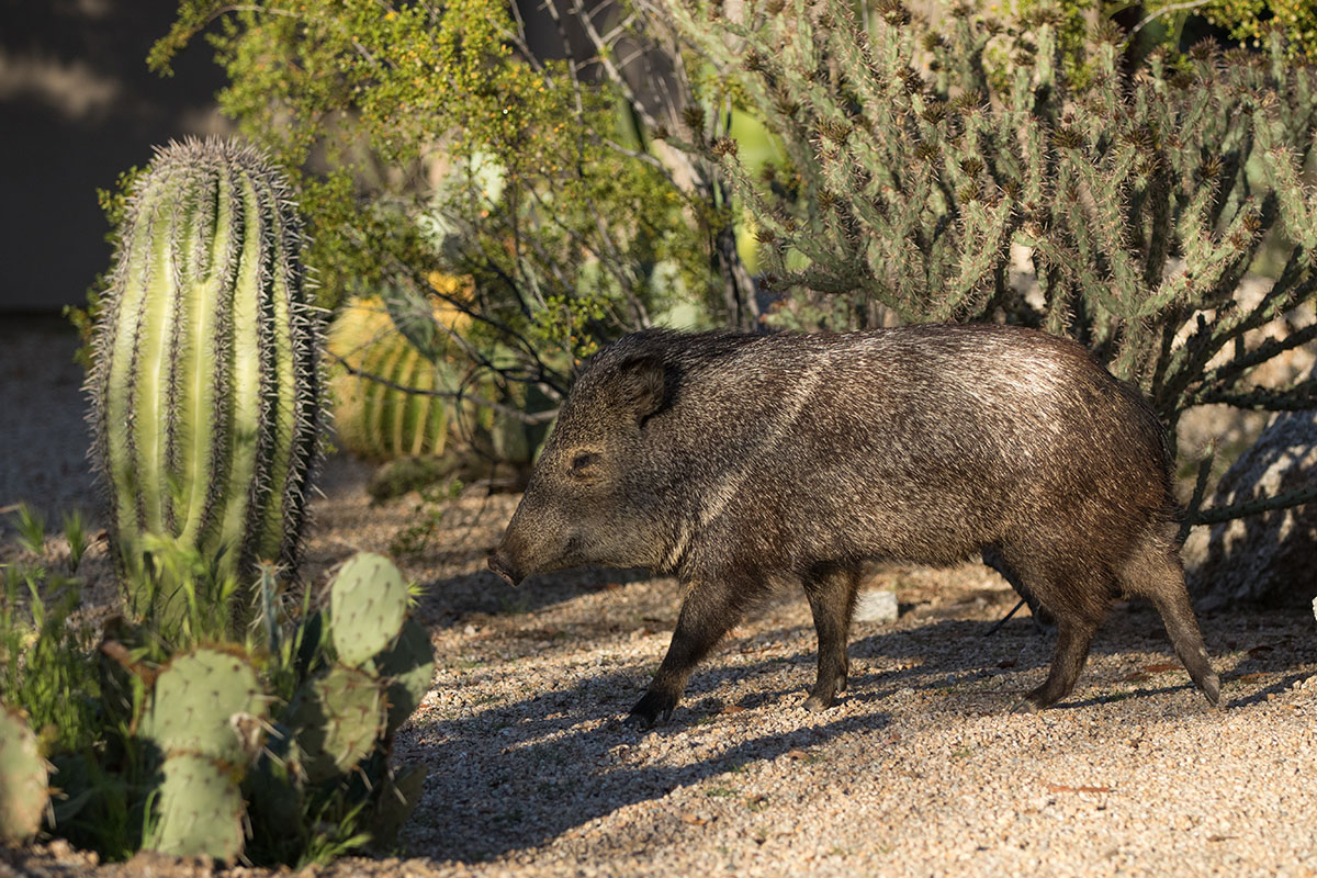 javelina in the sedona arizona desert