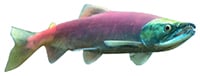 kokanee salmon