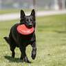 KONG Classic Flyer Dog Toy - Large - Red