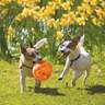 KONG Jumbler Ball Dog Toy - Large/X-Large - Assorted
