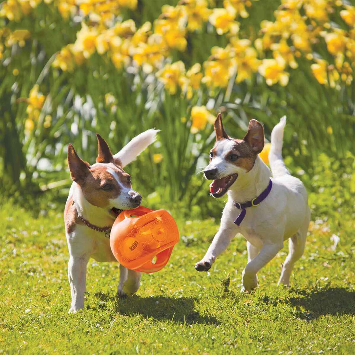 KONG Jumbler Ball Dog Toy - Medium/Large - Assorted KONG Jumbler Ball Dog Toy - Medium/Large - Assorted