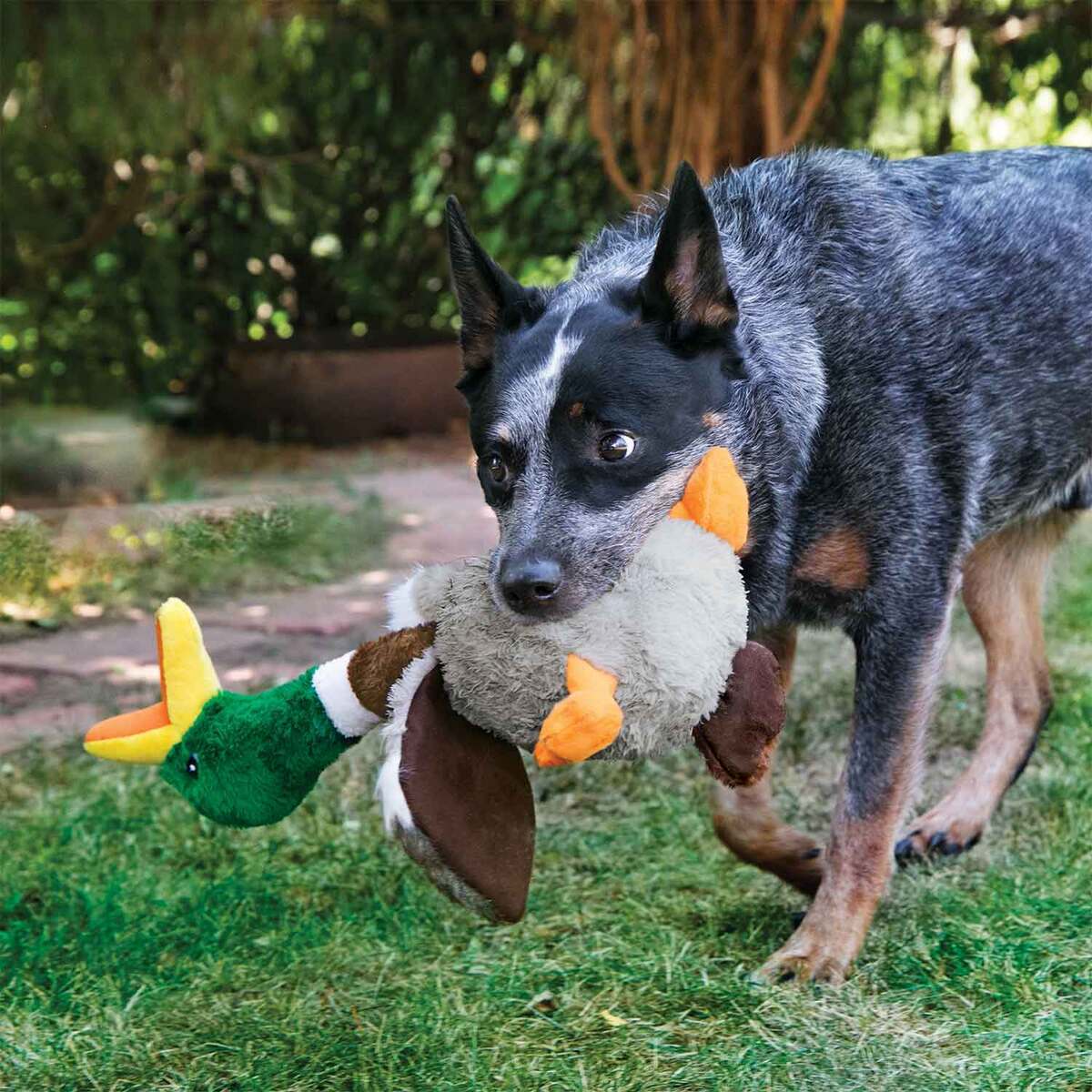 KONG Shakers Honkers Duck Chew Toy - Large KONG Shakers Honkers Duck Chew Toy - Large