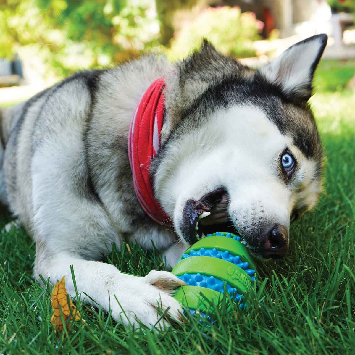KONG Squeezz Goomz Football Chew Toy - Green/Blue KONG Squeezz Goomz Football Chew Toy - Green/Blue