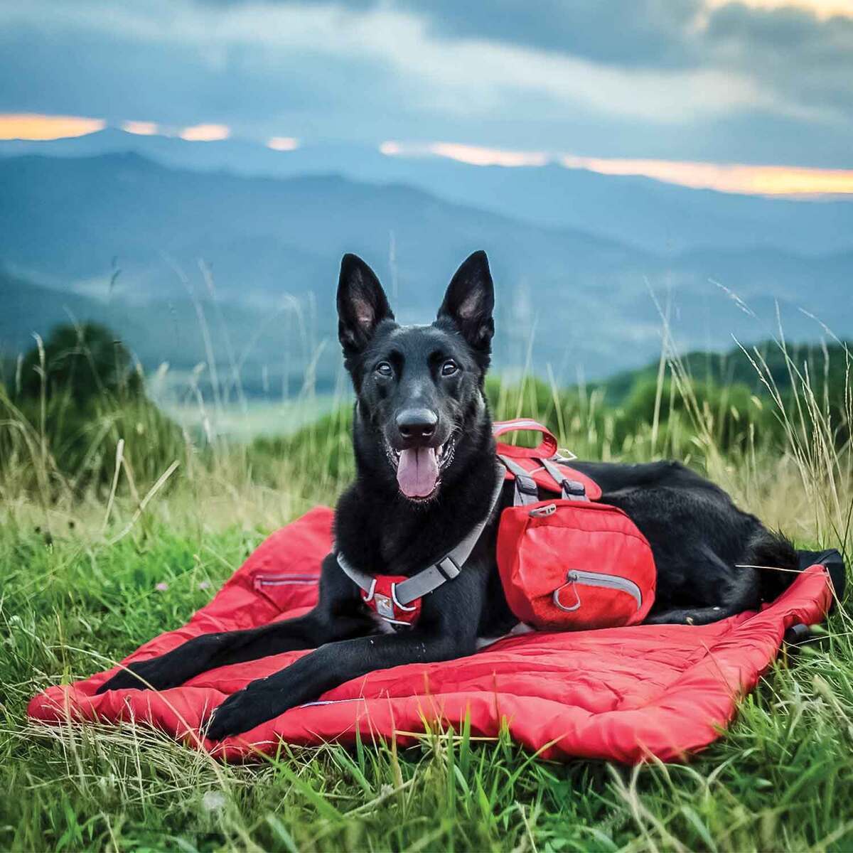 Kurgo Loft Wander Medium Dog Bed - Chile Red - 27in x 36in - Red Medium Kurgo Loft Wander Medium Dog Bed - Chile Red - 27in x 36in - Red Medium