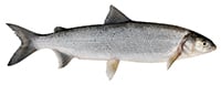 lake whitefish