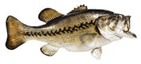 largemouth bass