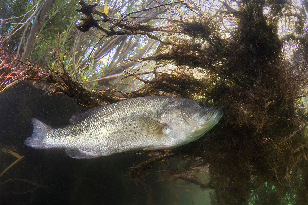 Largemouth bass in weedy dark water