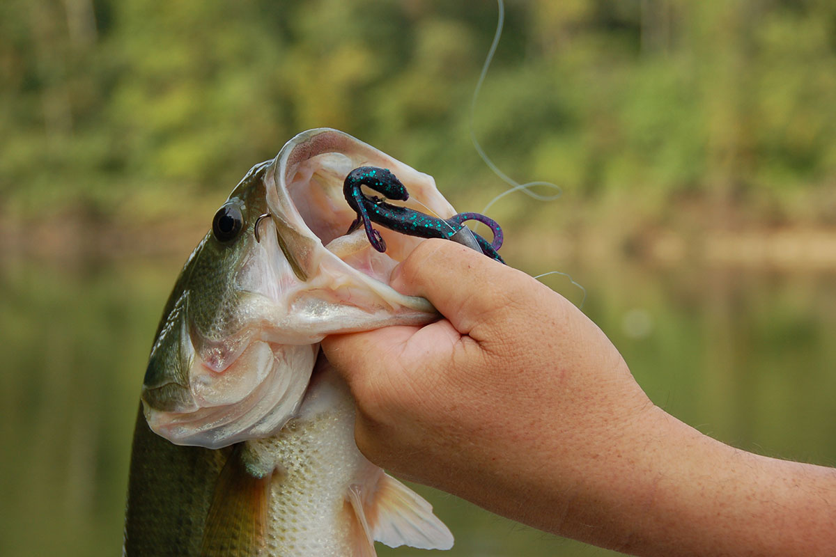 largemouth bass hooked with worm lure