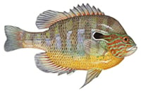 longear sunfish