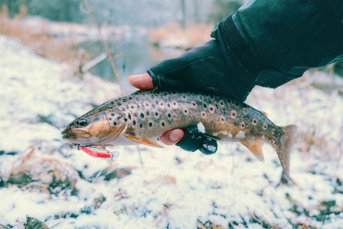 Best Trout Lures for any Season