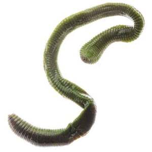 Magic Preserved Night Crawler Soft Worm - Green,  3/5oz