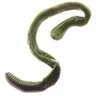 Magic Preserved Night Crawler Soft Worm - Green,  3/5oz - Green