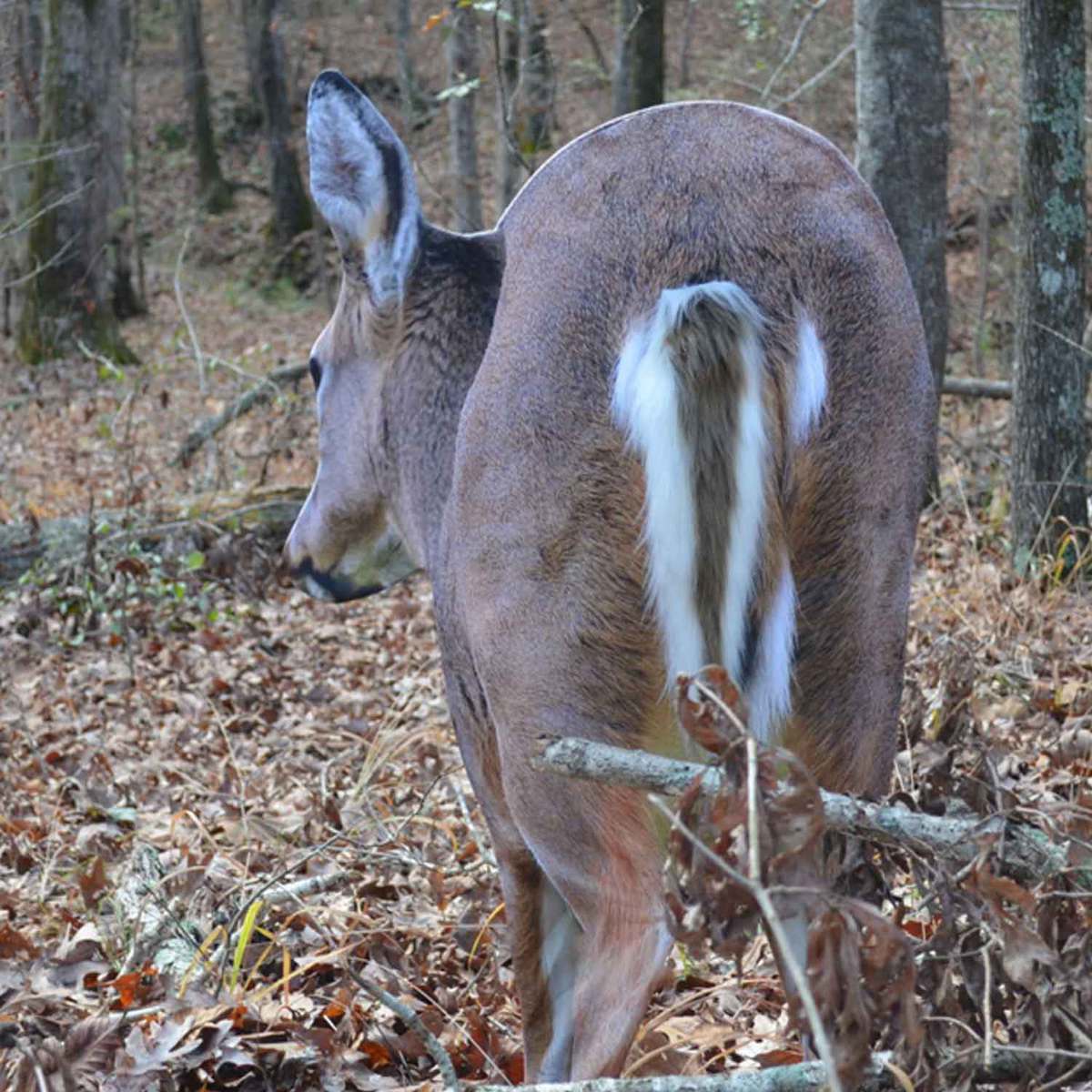 Montana Decoy Deer Rump Montana Decoy Deer Rump