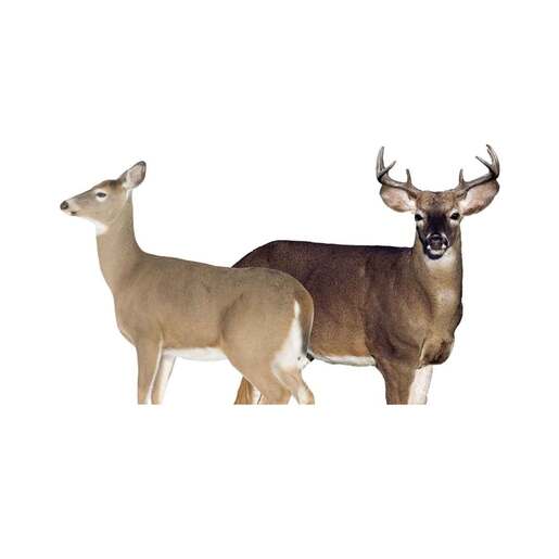 Montana Decoy Dream Team Whitetail Buck/Doe Combo Decoy Pack