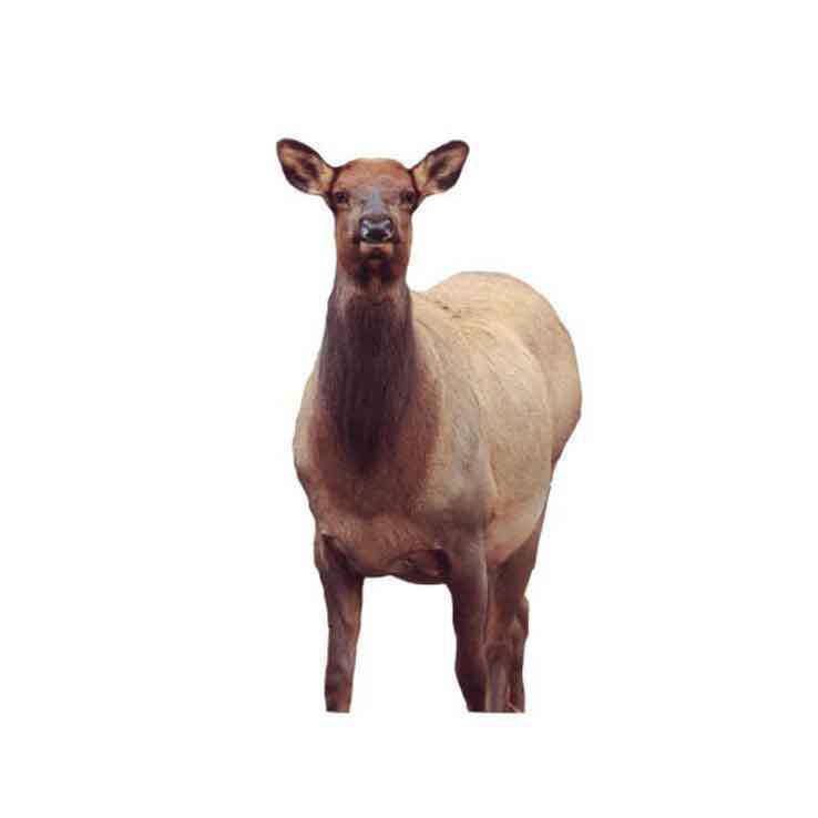 Montana Decoy Eichler Elk Big Game Decoy Montana Decoy Eichler Elk Big Game Decoy
