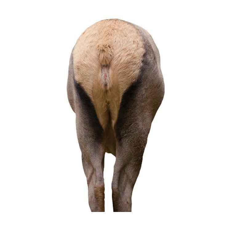 Montana Decoy Elk Rump Big Game Decoy Montana Decoy Elk Rump Big Game Decoy